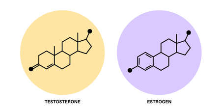 Testosterone and estrogenのイラスト素材