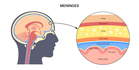 Meninges anatomy diagramのイラスト素材