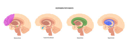 Dopamine pathway conceptのイラスト素材