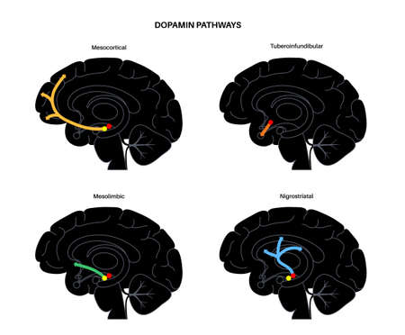 Dopamine pathway conceptのイラスト素材
