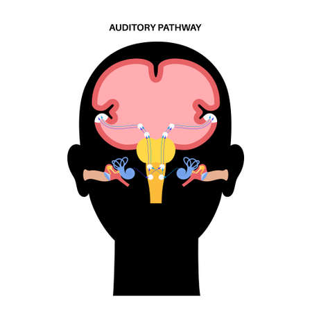 Auditory pathway diagramのイラスト素材