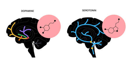 Serotonin dopamine formulaのイラスト素材