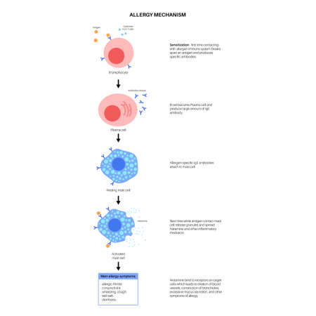 Allergy mechanism diagramのイラスト素材