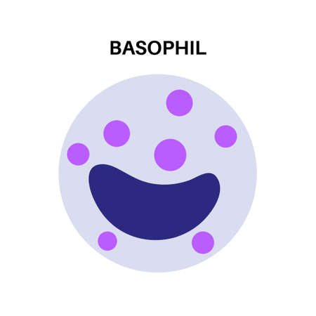 Basophil anatomical iconのイラスト素材