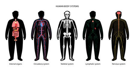 Human body systemsのイラスト素材