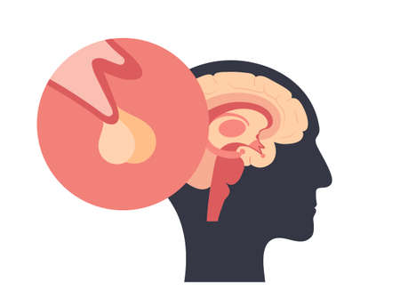 Pituitary gland anatomyのイラスト素材