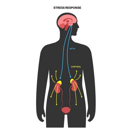 Stress responce systemのイラスト素材
