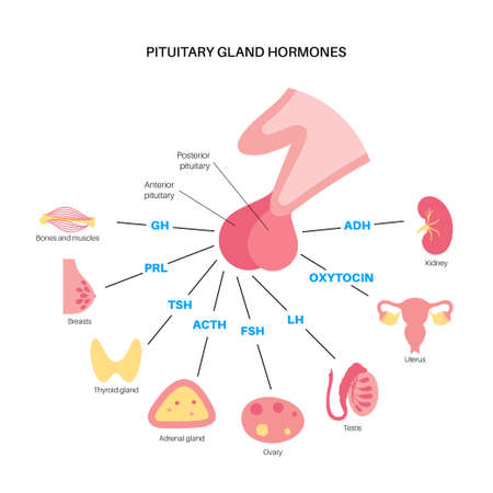 Pituitary gland hormonesのイラスト素材