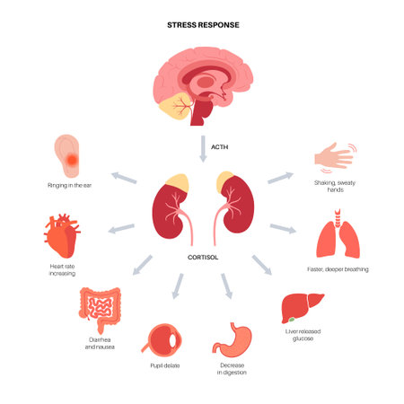 Stress responce systemのイラスト素材