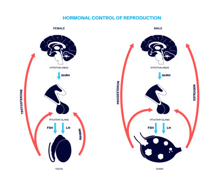 Male female reproductive hormonesのイラスト素材