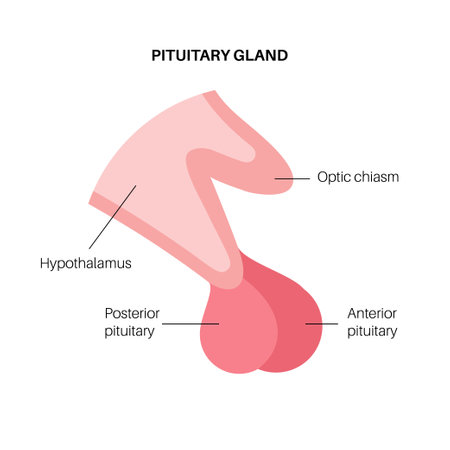 Pituitary gland anatomyのイラスト素材