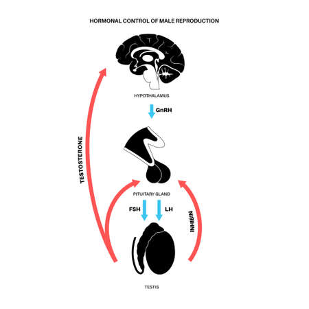 Male reproductive hormonesのイラスト素材