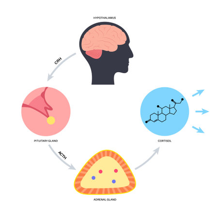 Stress responce systemのイラスト素材