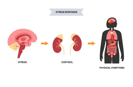 Stress responce systemのイラスト素材