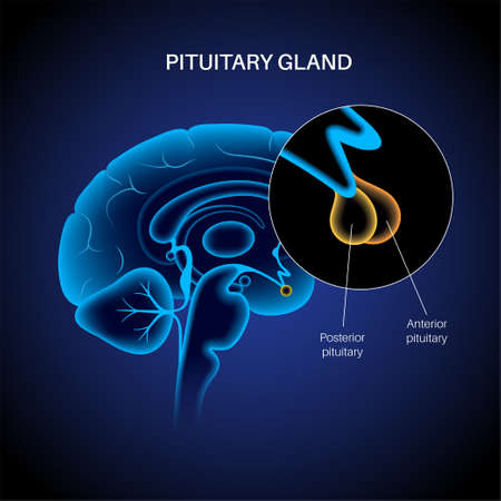 Pituitary gland anatomyのイラスト素材
