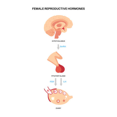 Female reproductive hormonesのイラスト素材