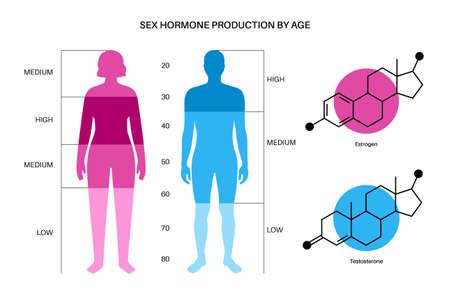 Testosterone estrogen levelのイラスト素材