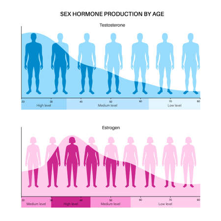 Testosterone estrogen levelのイラスト素材