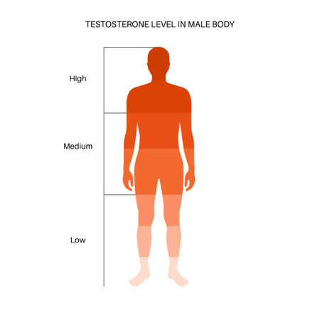 Testosterone level chartのイラスト素材