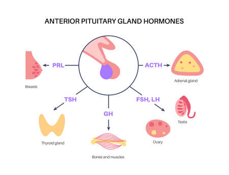 Pituitary gland hormonesのイラスト素材