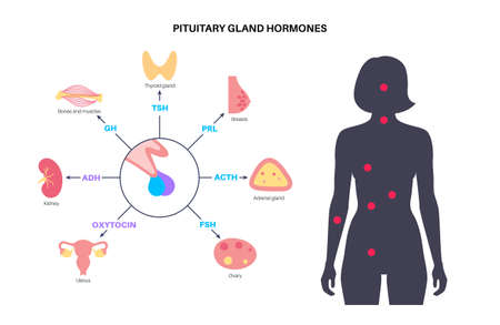 Pituitary gland hormonesのイラスト素材