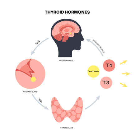Thyroid hormones diagramのイラスト素材