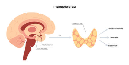 Thyroid hormones diagramのイラスト素材