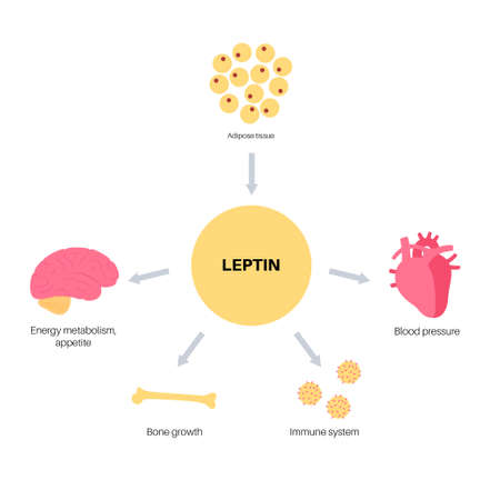 Hunger appetite hormonesのイラスト素材