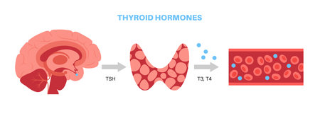 Thyroid hormones diagram