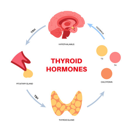 Thyroid hormones diagram