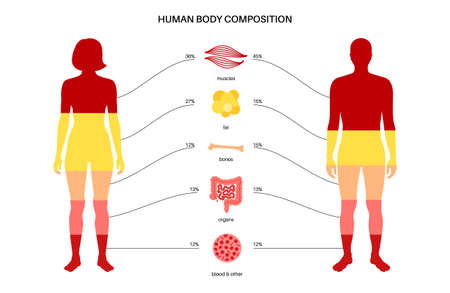Human body compositionのイラスト素材