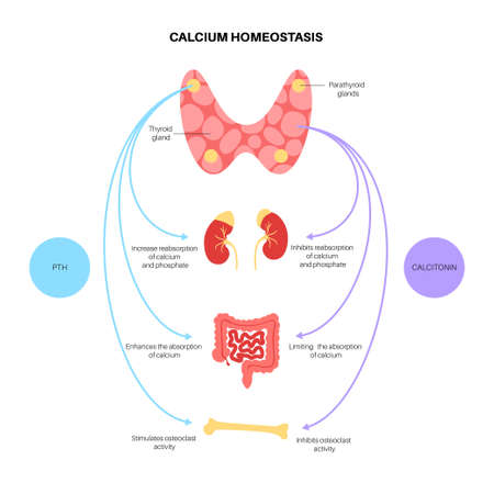 calcium homeostasis diagramのイラスト素材
