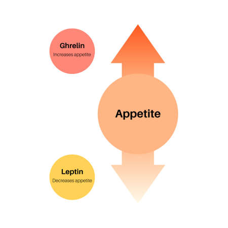 Hunger appetite hormonesのイラスト素材
