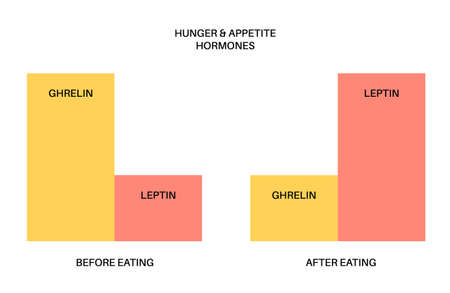 Hunger appetite hormonesのイラスト素材