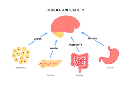 Hunger appetite hormonesのイラスト素材