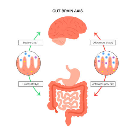 Gut brain connectionのイラスト素材