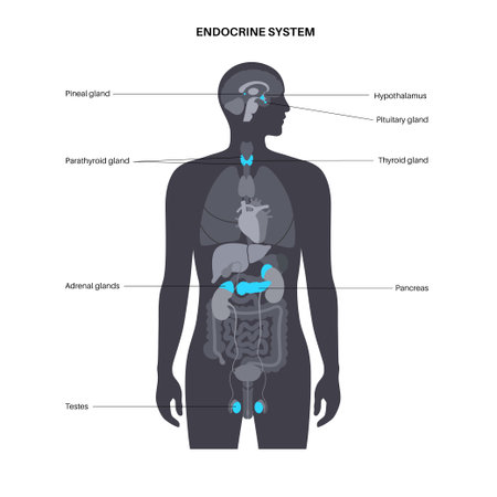 Human endocrine systemのイラスト素材