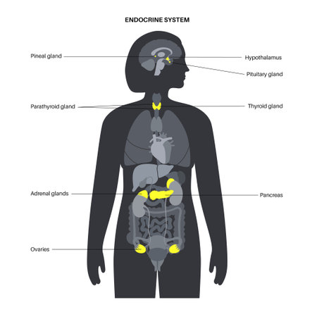 Human endocrine systemのイラスト素材