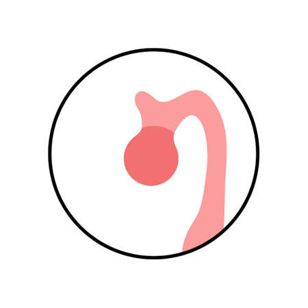 Pineal gland anatomyのイラスト素材