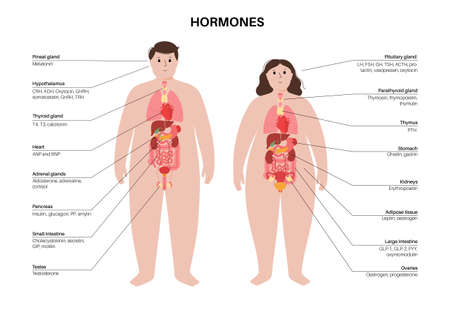 Hormones in human bodyのイラスト素材