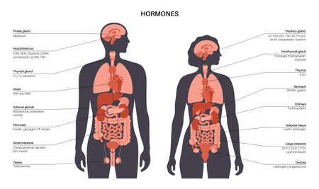 Hormones in human bodyのイラスト素材