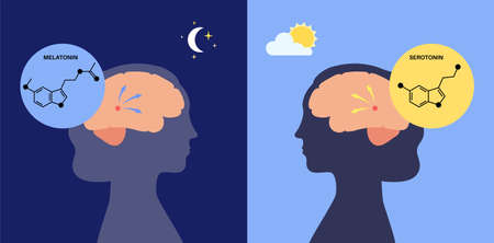 Sleep wake cycleのイラスト素材