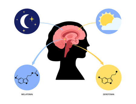Sleep wake cycleのイラスト素材