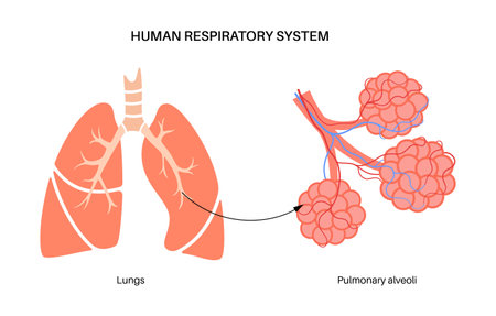 human respiratory systemのイラスト素材
