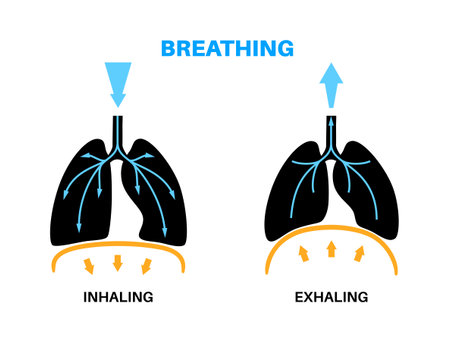 Breathing process posterのイラスト素材