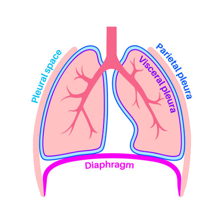 Pleura anatomical posterのイラスト素材