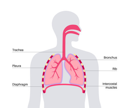 Respiratory system anatomyのイラスト素材