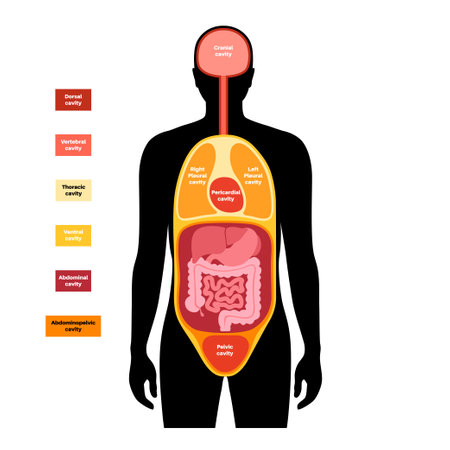 Body cavities posterのイラスト素材
