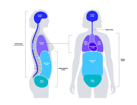 Body cavities posterのイラスト素材