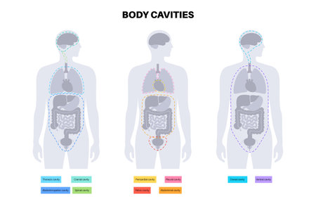 Body cavities posterのイラスト素材